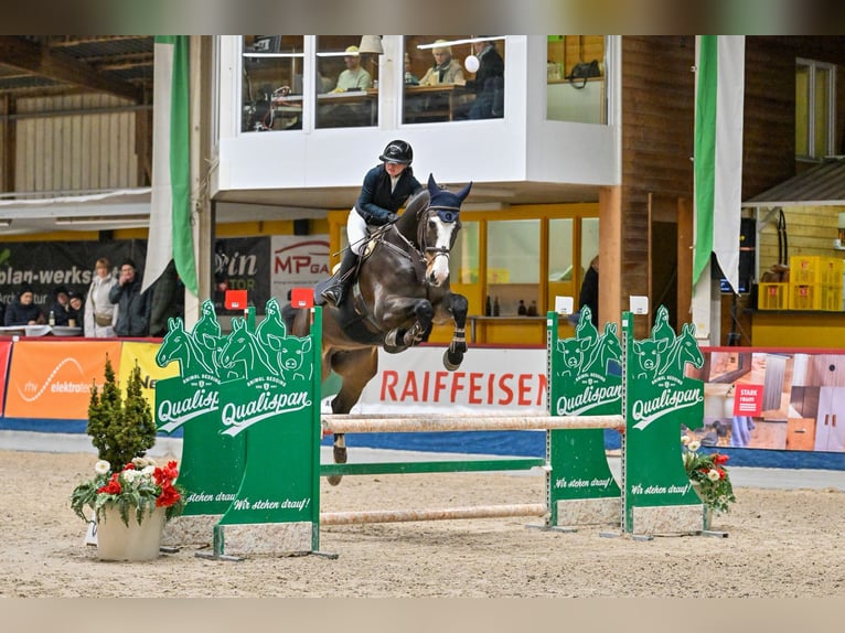 Koń badeńsko-wirtemberski Wałach 13 lat 175 cm Ciemnogniada in Altstätten SG 2
