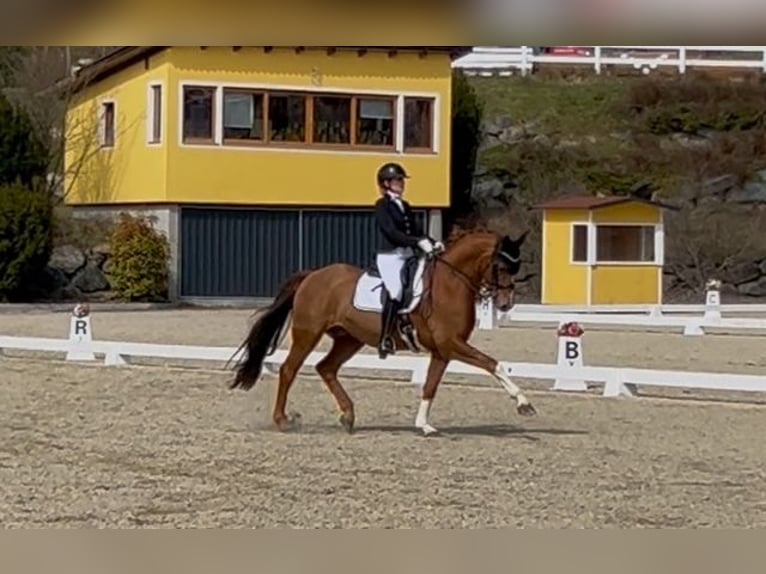 Koń badeńsko-wirtemberski Wałach 14 lat 165 cm Kasztanowata in Schrozberg