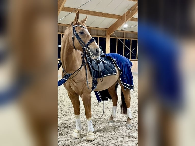 Koń badeńsko-wirtemberski Wałach 14 lat 165 cm Kasztanowata in Schrozberg