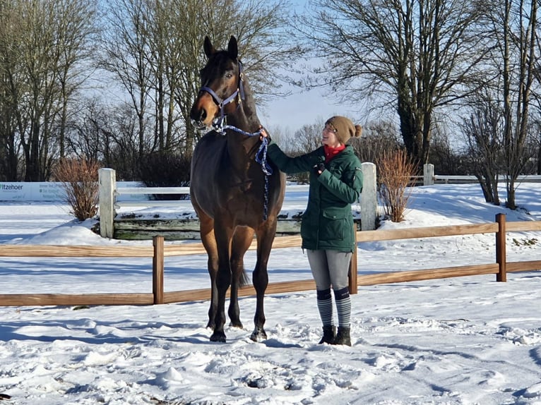 Koń badeńsko-wirtemberski Wałach 14 lat 170 cm Ciemnogniada in Havekost