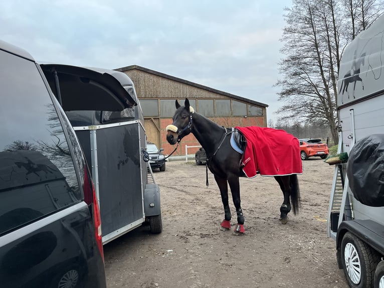 Koń badeńsko-wirtemberski Wałach 14 lat 170 cm Ciemnogniada in Havekost