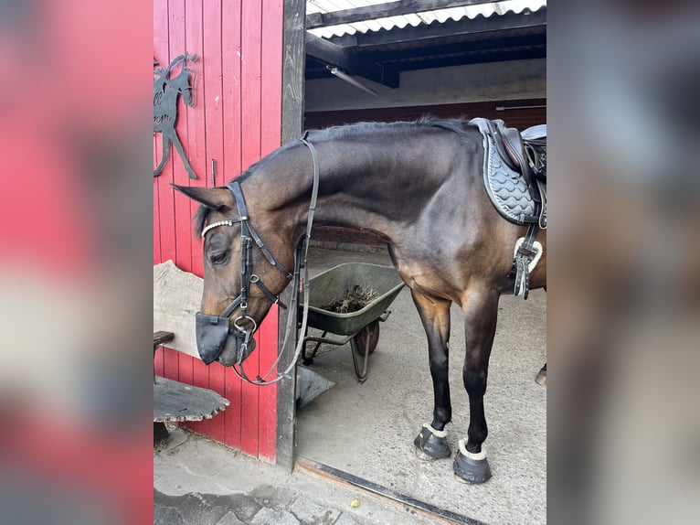 Koń badeńsko-wirtemberski Wałach 14 lat 170 cm Ciemnogniada in Havekost
