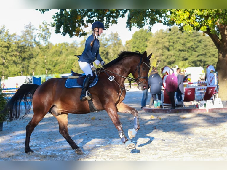 Koń badeńsko-wirtemberski Wałach 14 lat 170 cm Ciemnogniada in Havekost