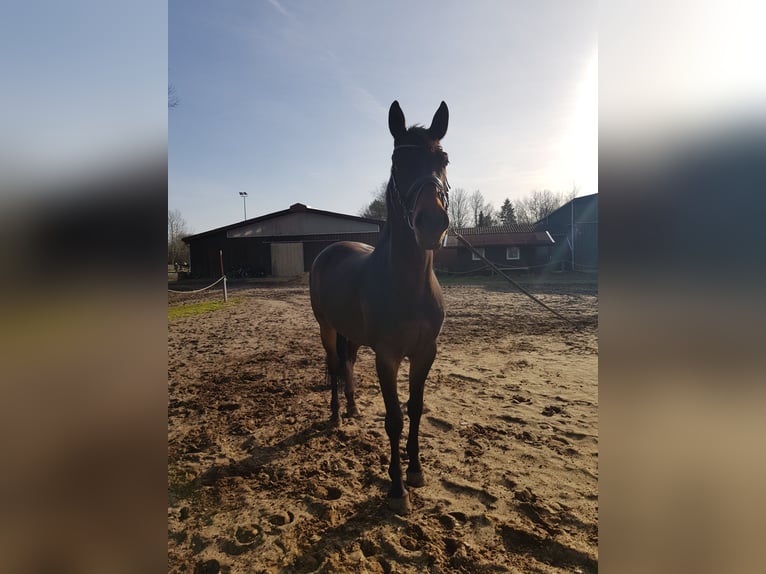Koń badeńsko-wirtemberski Wałach 14 lat 170 cm Ciemnogniada in Havekost