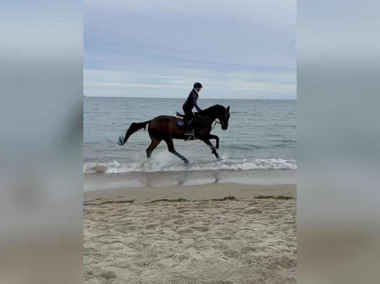 Koń badeńsko-wirtemberski Wałach 14 lat 170 cm Ciemnogniada in Havekost