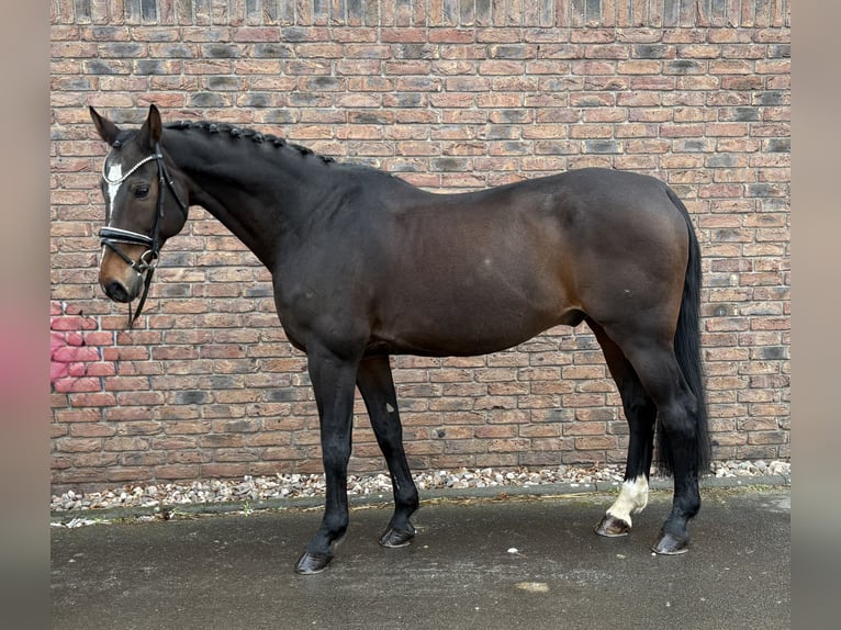 Koń badeńsko-wirtemberski Wałach 20 lat 168 cm Gniada in Niederkassel