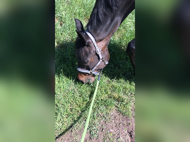 Koń badeńsko-wirtemberski Wałach 22 lat 173 cm Ciemnogniada in Löchgau