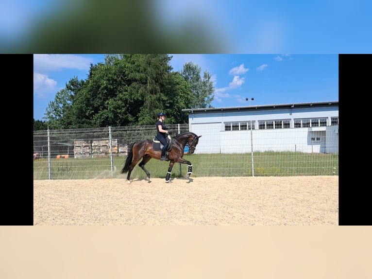 Koń badeńsko-wirtemberski Wałach 3 lat 167 cm Ciemnogniada in Trochtelfingen