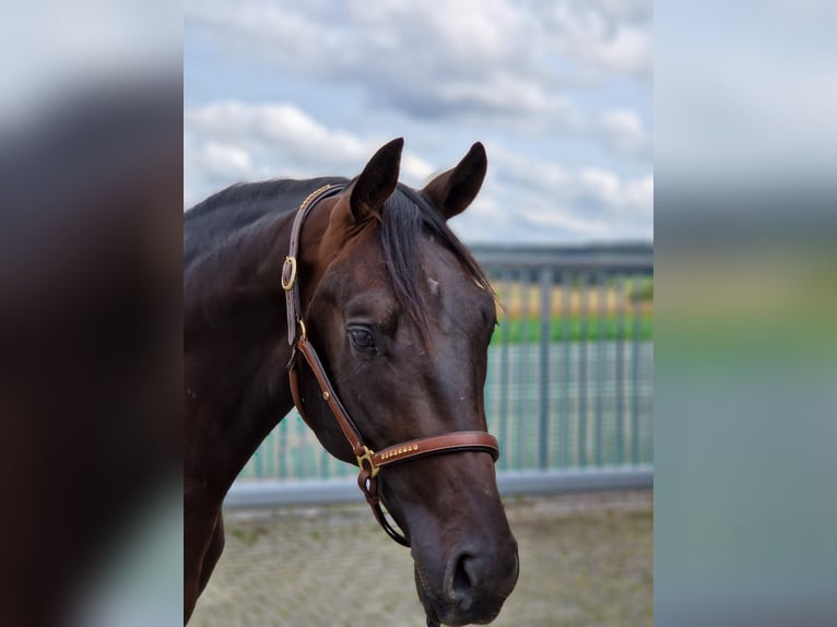 Koń badeńsko-wirtemberski Wałach 3 lat 167 cm Ciemnogniada in Trochtelfingen