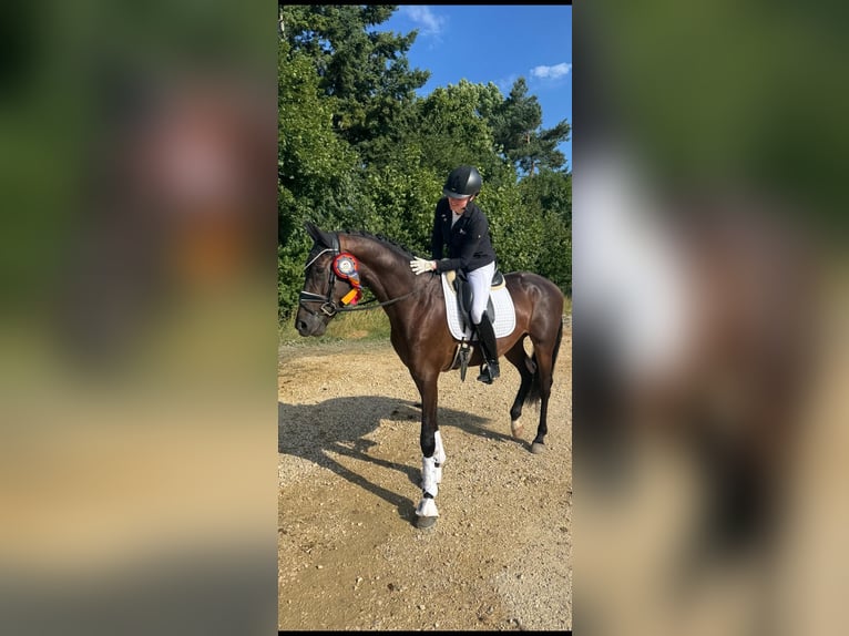 Koń badeńsko-wirtemberski Wałach 3 lat 167 cm Ciemnogniada in Trochtelfingen