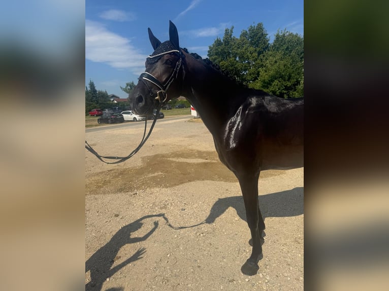 Koń badeńsko-wirtemberski Wałach 3 lat 167 cm Ciemnogniada in Trochtelfingen