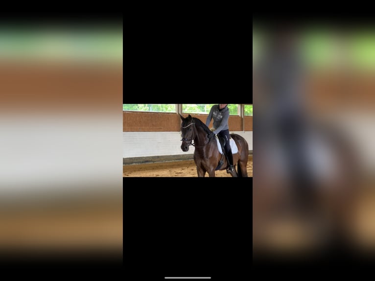 Koń badeńsko-wirtemberski Wałach 3 lat 167 cm Ciemnogniada in Trochtelfingen