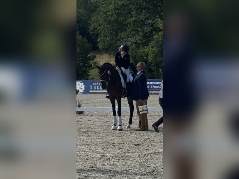 Koń badeńsko-wirtemberski Wałach 4 lat 167 cm Ciemnogniada in Trochtelfingen