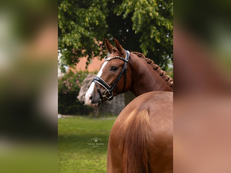 Koń badeńsko-wirtemberski Wałach 4 lat 168 cm Kasztanowata in Hayingen