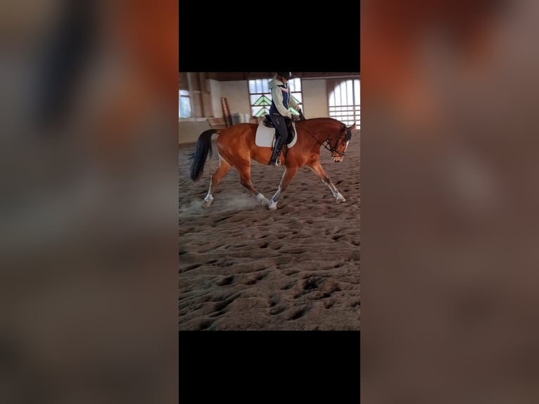 Koń badeńsko-wirtemberski Wałach 5 lat 162 cm Gniada in Windhaag/ Perg