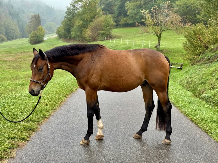 Koń badeńsko-wirtemberski Wałach 5 lat 163 cm Gniada in Gengenbach
