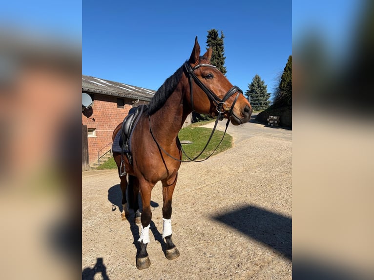 Koń badeńsko-wirtemberski Wałach 5 lat 174 cm Gniada in Overath