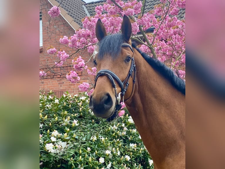 Koń badeńsko-wirtemberski Wałach 5 lat 175 cm Gniada in Hamburg