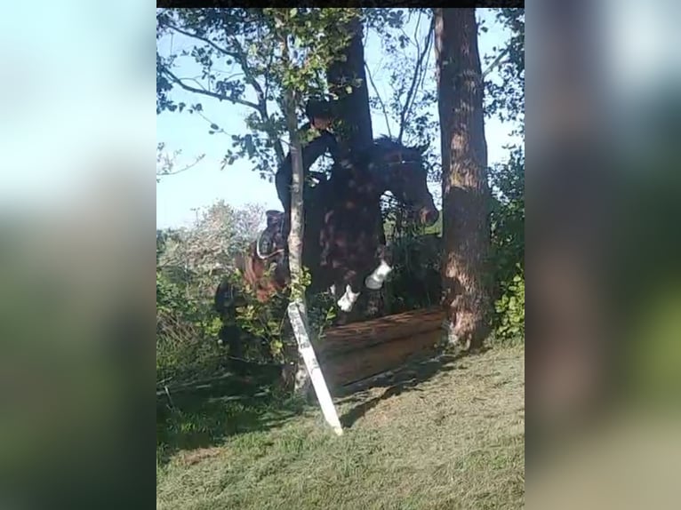 Koń badeńsko-wirtemberski Wałach 5 lat 178 cm Ciemnogniada in Gro&#xDF;heide Berumerfehn
