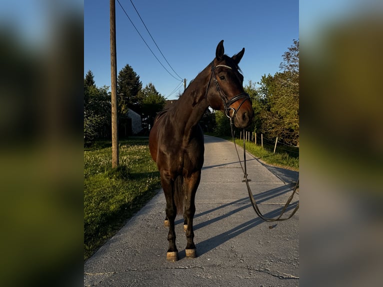 Koń badeńsko-wirtemberski Wałach 7 lat 171 cm Ciemnogniada in Marktl