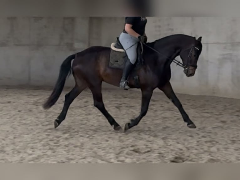 Koń badeńsko-wirtemberski Wałach 7 lat 171 cm Ciemnogniada in Marktl