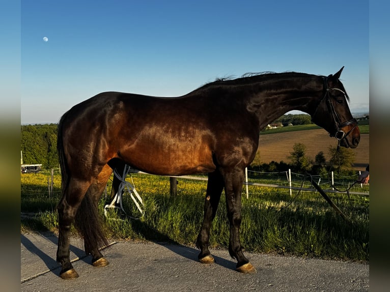 Koń badeńsko-wirtemberski Wałach 7 lat 171 cm Ciemnogniada in Marktl