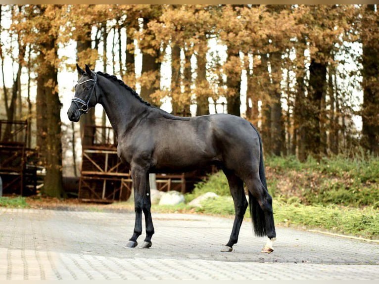 Koń badeńsko-wirtemberski Wałach 7 lat 175 cm in Fejér