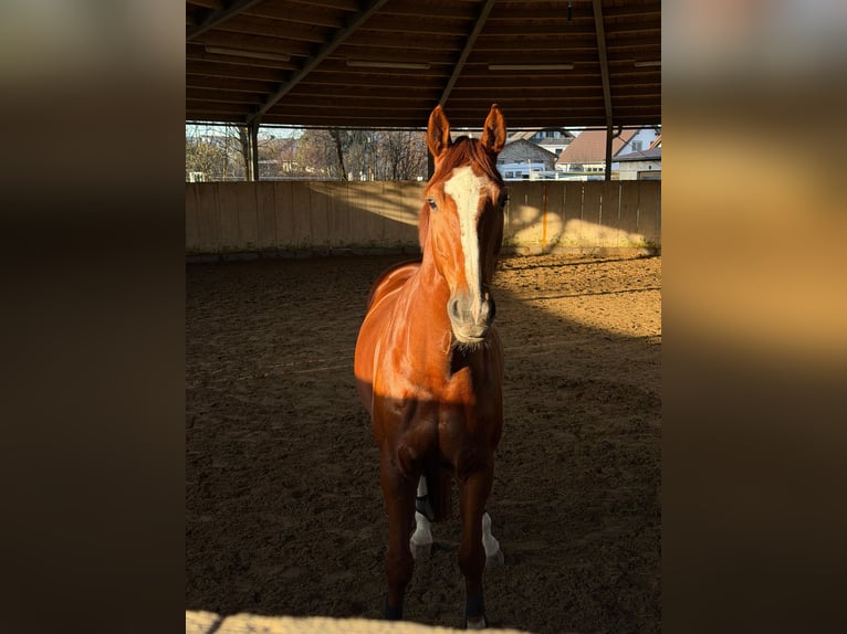 Koń badeńsko-wirtemberski Wałach 9 lat 170 cm Kasztanowata in Hattersheim
