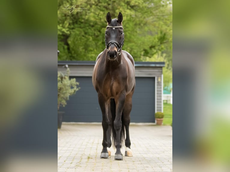 Koń badeńsko-wirtemberski Wałach 9 lat 171 cm Ciemnogniada in Kandern