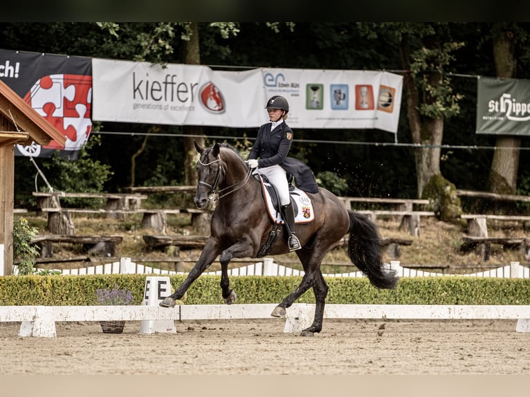 Koń badeńsko-wirtemberski Wałach 15 lat 168 cm Kara in Moers