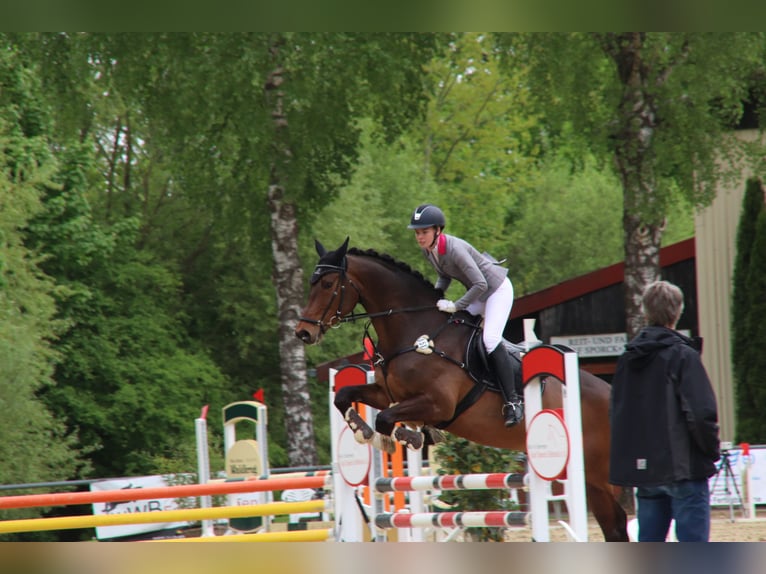 Koń badeńsko-wirtemberski Wałach 16 lat 178 cm Ciemnogniada in Bünde