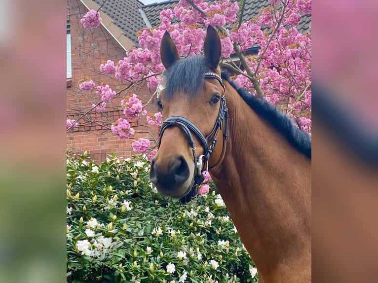 Koń badeńsko-wirtemberski Wałach 4 lat 175 cm Gniada in Hamburg