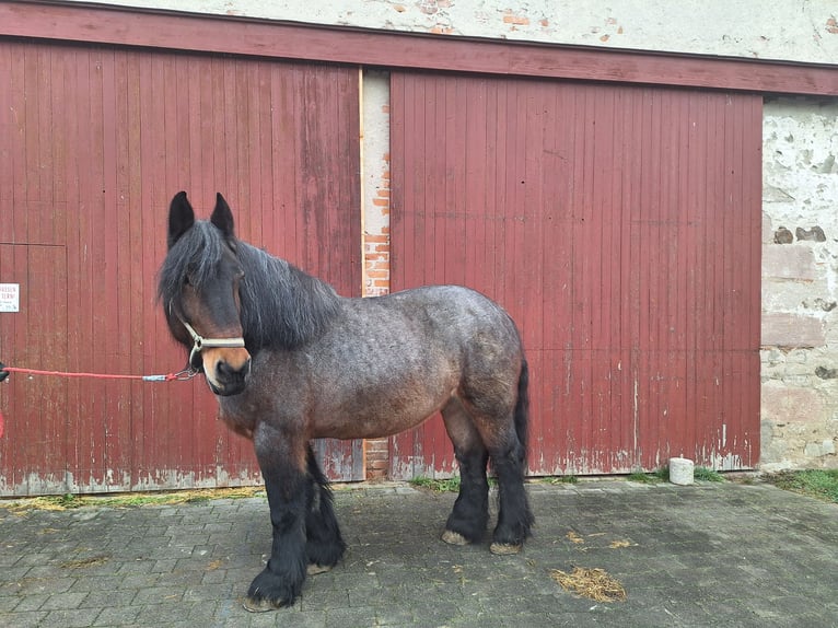 Koń belgijski Klacz 10 lat 163 cm Formy Brown Falb in Wieseth