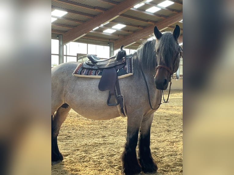 Koń belgijski Klacz 13 lat 168 cm Formy Brown Falb in Pracht