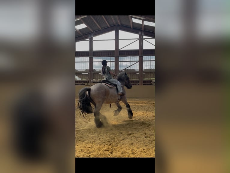 Koń belgijski Klacz 13 lat 168 cm Formy Brown Falb in Pracht