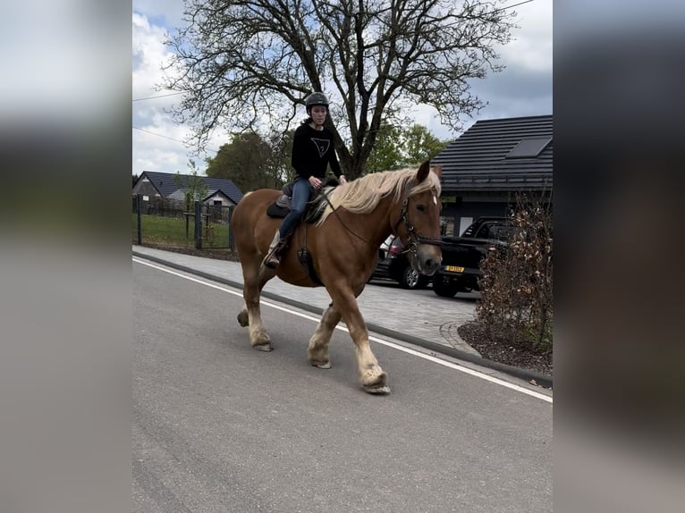 Koń belgijski Klacz 15 lat 173 cm Kasztanowata in Daleiden
