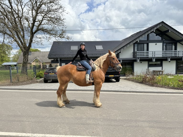 Koń belgijski Klacz 15 lat 173 cm Kasztanowata in Daleiden