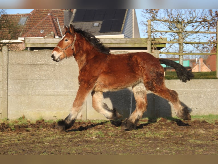 Koń belgijski Klacz 2 lat Gniada in Herdersem