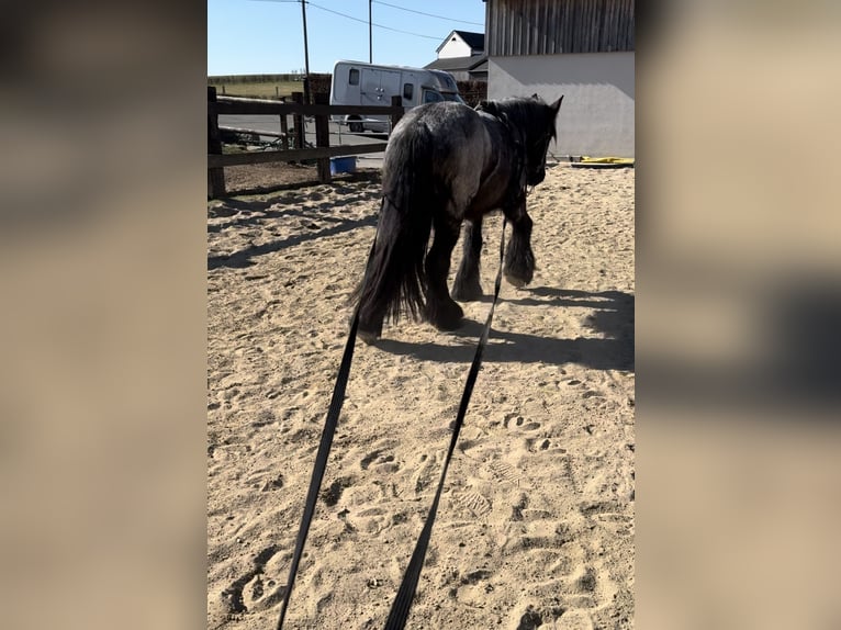 Koń belgijski Klacz 3 lat 155 cm Stalowosiwy in Daleiden