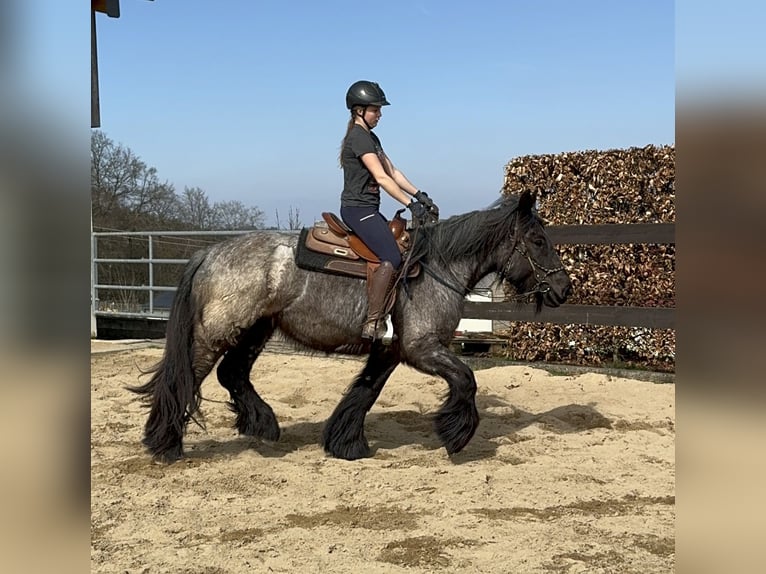 Koń belgijski Klacz 3 lat 155 cm Stalowosiwy in Daleiden