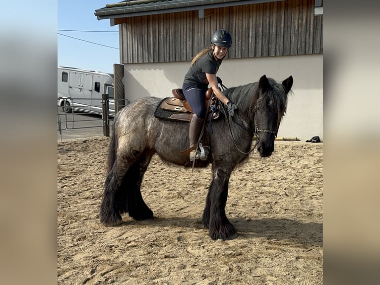Koń belgijski Klacz 3 lat 155 cm Stalowosiwy in Daleiden