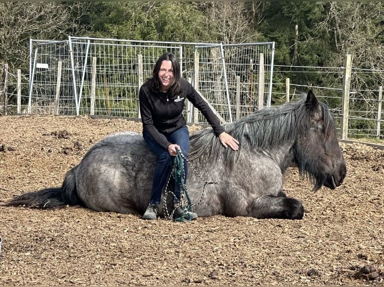 Koń belgijski Klacz 3 lat 155 cm Stalowosiwy in Daleiden