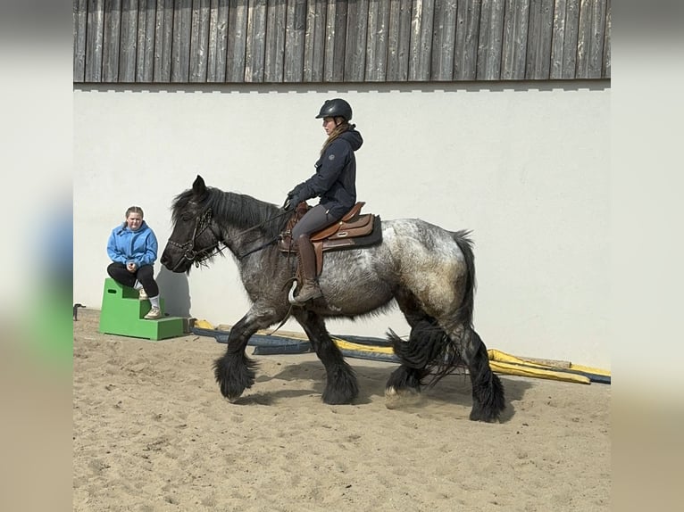 Koń belgijski Klacz 3 lat 155 cm Stalowosiwy in Daleiden