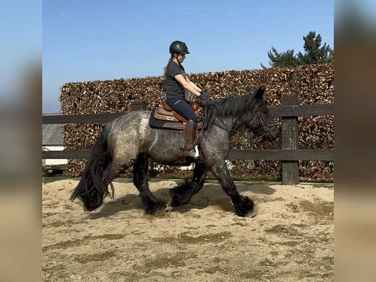 Koń belgijski Klacz 3 lat 155 cm Stalowosiwy in Daleiden