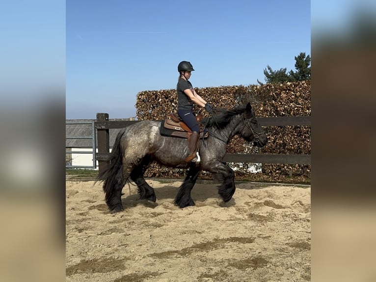 Koń belgijski Klacz 3 lat 155 cm Stalowosiwy in Daleiden