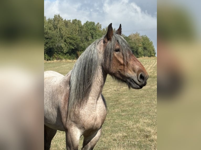 Koń belgijski Klacz 4 lat 165 cm Formy Brown Falb in Valwig
