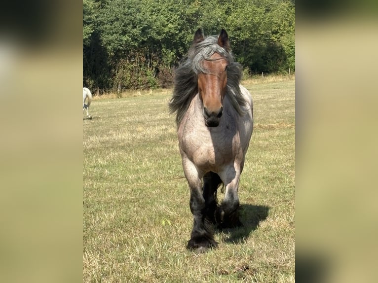 Koń belgijski Klacz 4 lat 165 cm Formy Brown Falb in Valwig