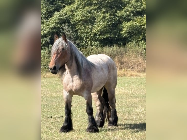 Koń belgijski Klacz 4 lat 165 cm Formy Brown Falb in Valwig