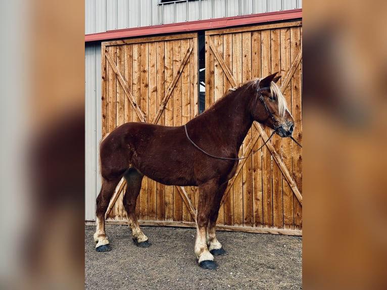 Koń belgijski Klacz 5 lat 188 cm Cisawa in Fort Collins