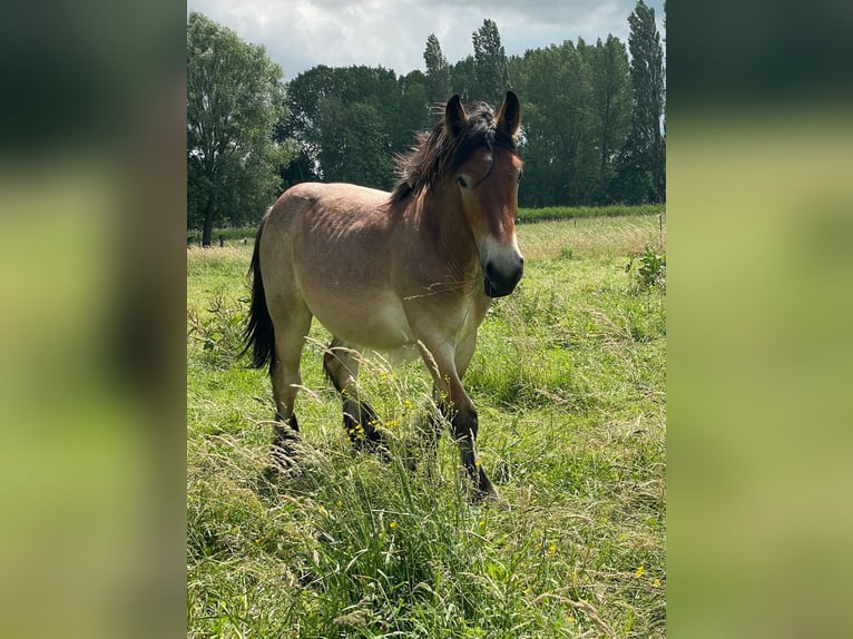 Koń belgijski Ogier 1 Rok Gniadodereszowata in Denderbelle